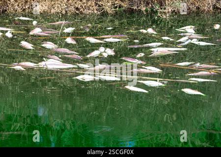 Lac pollué avec de nombreux poissons morts flottant à la surface, reflétant un désastre environnemental. Eau verte trouble et végétation séchée Banque D'Images