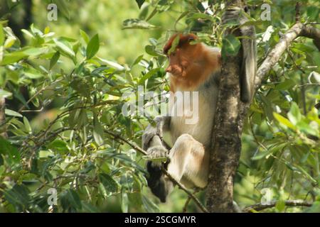 Singe proboscis (Nasalis larvatus) dans un arbre de la forêt tropicale, vue latérale, Bornéo, Malaisie Banque D'Images