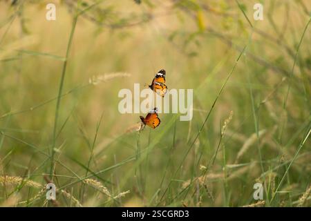 Paire de papillons tigres des plaines dans une prairie de la réserve de conservation du désert Al Marmoom à Dubaï, Émirats arabes Unis. Aussi appelé Danaus chrysippu Banque D'Images