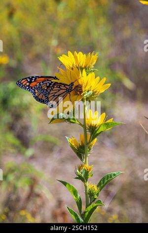 Golddenrod, Helianthus maximiliani, Irving, tournesols Maximilian, papillon monarque, Texas, allélopathique Banque D'Images