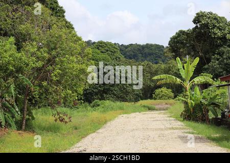 paved road comes to an end amid deep dark green dense tropical rainforests Banque D'Images