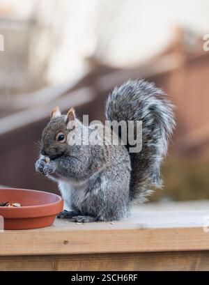 Gros plan d'écureuil gris de l'est mangeant des graines sur la rampe de pont en bois. Banque D'Images