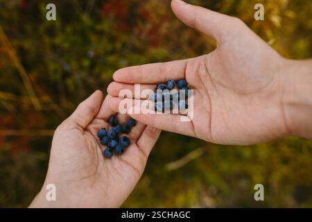 Mains coupées méconnaissables tenant une poignée de bleuets mûrs, placées sur un fond naturel flou. La scène intime capture un moment de Banque D'Images