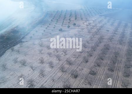 Vue par drone de champs de vergers près d'un lagon à Tolède, Espagne, mettant en valeur des rangées d'arbres arides et des terres cultivées. Le brouillard ajoute une atmosphère de rêve à Banque D'Images