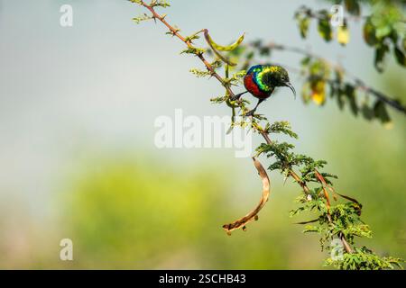 Un sunbird vibrant, présentant un éventail de couleurs vives, se trouve délicatement sur une branche épineuse au milieu de la végétation luxuriante de la savane kenyane. Banque D'Images