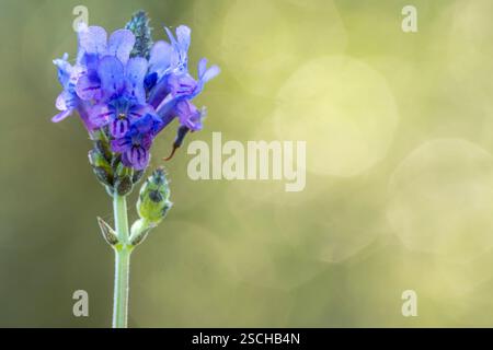 Photo macro d'une délicate fleur de lavande, Lavandula, avec des détails complexes, sur un arrière-plan bokeh vert doux et rêvé, capturant la nature Banque D'Images