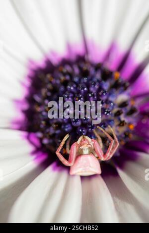 Une photo macro capture une araignée crabe perchée sur une marguerite africaine blanche saisissante, mettant en valeur le centre violet vibrant et les pétales délicats d'exqui Banque D'Images