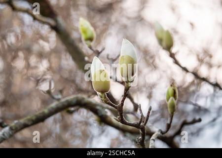 Gros plan de bourgeons de magnolia sur des branches d'arbres, prêts à fleurir sur un fond doux. L'image capture l'essence du renouveau printanier et de tran Banque D'Images