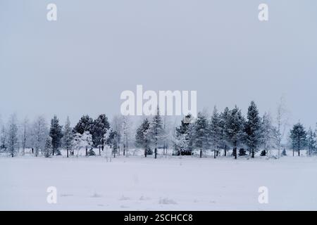 Scène hivernale captivante en Laponie suédoise, mettant en valeur un paysage serein d'arbres couverts de neige sous un ciel gris et doux. Hiver tranquille et immaculé Banque D'Images