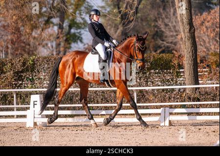 Un cavalier en tenue de dressage formelle guide gracieusement un cheval dans une arène extérieure entourée d'arbres la scène capture l'élégance et la précision de c. Banque D'Images