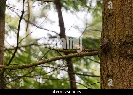 Une sittelle torchepot (Sitta europaea) perché sur une branche d'arbre Banque D'Images