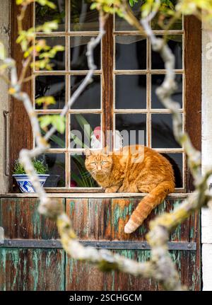 Un chat tabby orange curieux est assis sur un rebord de fenêtre magnifiquement altéré encadré par une vieille fenêtre en bois avec des vitres en verre clair, observant son surro Banque D'Images
