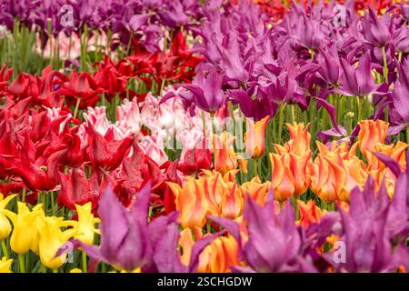 Un affichage vibrant de tulipes dans différentes nuances de rouge, violet, jaune et orange remplit la scène, mettant en valeur la palette florale colorée de la nature en sprin Banque D'Images