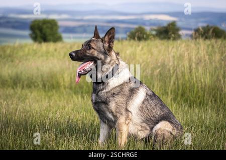 Chien berger allemand assis dans l'herbe. Portrait de chien de race pure à l'extérieur Banque D'Images