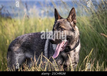 Chien berger allemand gris dans l'herbe. Portrait de chien de race pure dans la nature Banque D'Images
