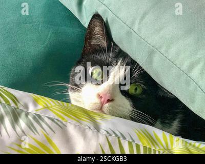 Un chat noir et blanc aux yeux verts frappants jette un coup d'œil sous une couverture douce, donnant un look adorable et curieux. Banque D'Images