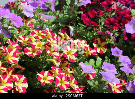 Un gros plan des fleurs de pétunia et de Surfinia en été, y compris la pétunia « Reine de cœur ». Banque D'Images
