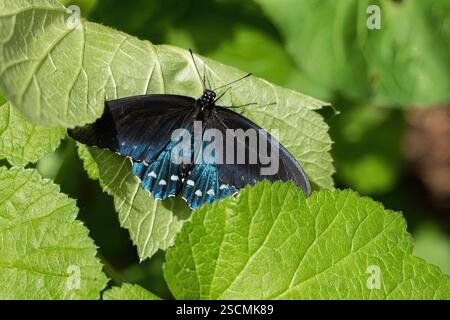 Pipevine Swallowtail Butterfly sur Green Leaf : belle photo d'un papillon Pipevine Swallowtail sur une feuille verte fraîche. Banque D'Images