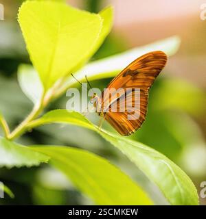 Julia Butterfly on Green Leaf : un papillon Julia aux ailes orange repose délicatement sur une feuille verte, un ajout magnifique à toute galerie de papillons. Banque D'Images