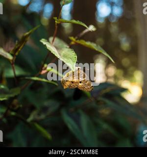 Papillon sur feuille de forêt : les tons subtils dominent dans cette scène paisible d'un papillon reposant sur une feuille dans une forêt ombragée. Banque D'Images