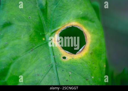 kochupata. Colocasia esculenta Diamond Head est un taro ou une oreille d'éléphant avec d'énormes, dramatiques, en forme de coeur, brun foncé, des feuilles volantes sur de longues et sombres pur Banque D'Images