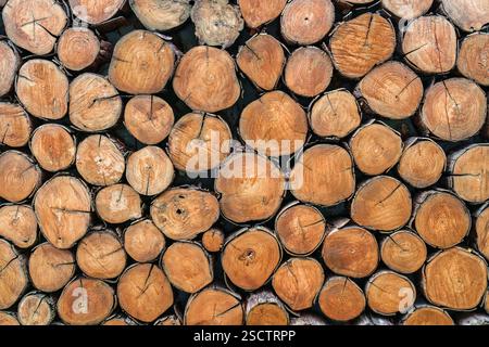 Grand tas de bois naturel texture de motif coupé de texture de bûches de bois naturel Banque D'Images