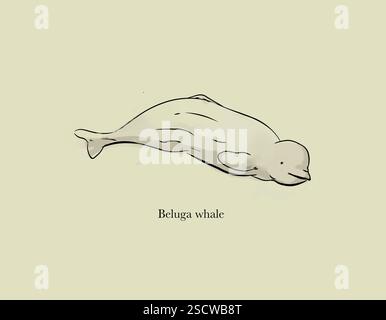 Le béluga ou Delphinapterus leucas est un cétacé arctique et subarctique. Les mâles atteignent 5,5 m de long et pèsent jusqu'à 1,600 kg. Elle est également connue sous le nom de baleine blanche, de canari de mer et de tête de melon. Banque D'Images