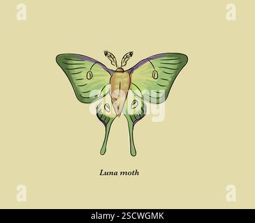 Le papillon de la luna (Actias luna), également appelé papillon de la lune américain, a des ailes vert citron et un corps blanc. Son envergure typique est d'environ 114 mm (4,5 po), et on la trouve dans l'est de l'Amérique du Nord. Banque D'Images