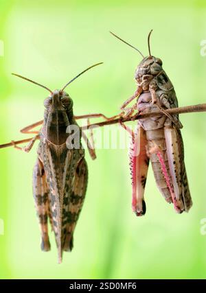 Le criquet italien, ou criquet oasis, ou locus italien (latin : Calliptamus italicus) est une espèce d'insecte de la famille des acridiens (Acrididae) Banque D'Images