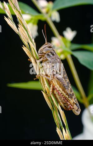 Le criquet italien, ou criquet oasis, ou locus italien (latin : Calliptamus italicus) est une espèce d'insecte de la famille des acridiens (Acrididae) Banque D'Images