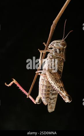Le criquet italien, ou criquet oasis, ou locus italien (latin : Calliptamus italicus) est une espèce d'insecte de la famille des acridiens (Acrididae) Banque D'Images