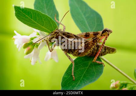 Le criquet italien, ou criquet oasis, ou locus italien (latin : Calliptamus italicus) est une espèce d'insecte de la famille des acridiens (Acrididae) Banque D'Images