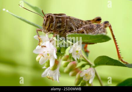Le criquet italien, ou criquet oasis, ou locus italien (latin : Calliptamus italicus) est une espèce d'insecte de la famille des acridiens (Acrididae) Banque D'Images
