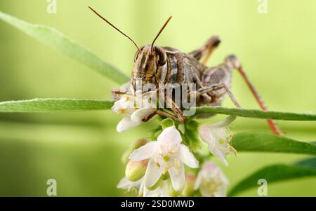Le criquet italien, ou criquet oasis, ou locus italien (latin : Calliptamus italicus) est une espèce d'insecte de la famille des acridiens (Acrididae) Banque D'Images