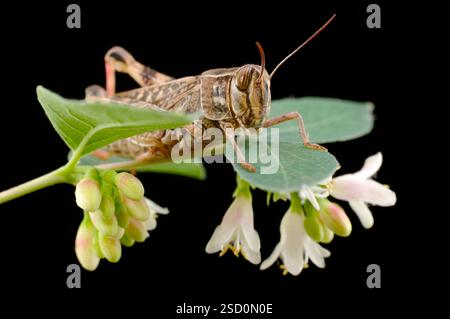 Le criquet italien, ou criquet oasis, ou locus italien (latin : Calliptamus italicus) est une espèce d'insecte de la famille des acridiens (Acrididae) Banque D'Images