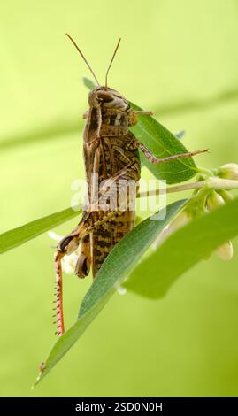 Le criquet italien, ou criquet oasis, ou locus italien (latin : Calliptamus italicus) est une espèce d'insecte de la famille des acridiens (Acrididae) Banque D'Images