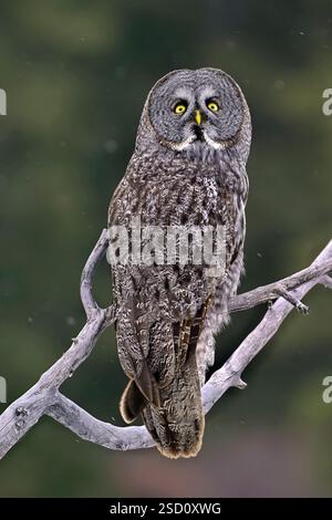 Une chouette grise 'Strix nebulosa', perchée sur une branche d'arbre morte regardant les flocons de neige qui tombent dans la région rurale de l'Alberta au Canada Banque D'Images