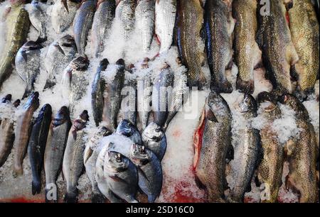 Poisson frais assorti sur le comptoir de glace dans le supermarché. Banque D'Images