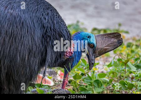 Southern Cassowary Eating Watermelon sur le terrain de camping d'Etty Bay, Queensland, Australie. Banque D'Images