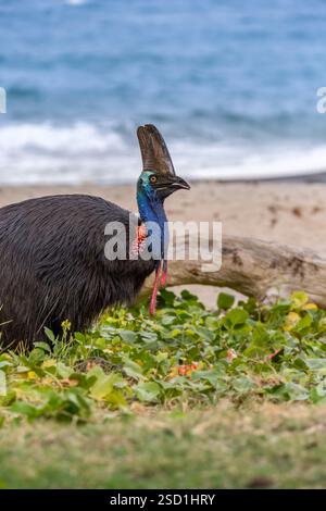 Southern Cassowary Eating Watermelon on the Beach of Etty Bay, Queensland, Australie. Banque D'Images