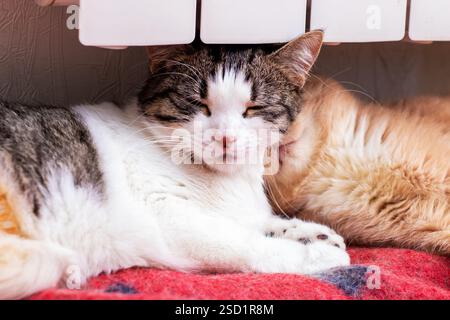 Deux chats adorables sont confortablement allongés côte à côte sous un radiateur chaud, appréciant les uns les autres compagnie Banque D'Images