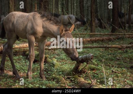 Un petit poulain dans la forêt Banque D'Images