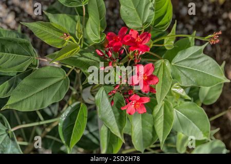 Peregrina ou jatropha épicé (Jatropha integerrima), Euphorbiaceae. Arbuste à feuilles persistantes, plante ornementale, sève toxique, fleurs rouges. Banque D'Images