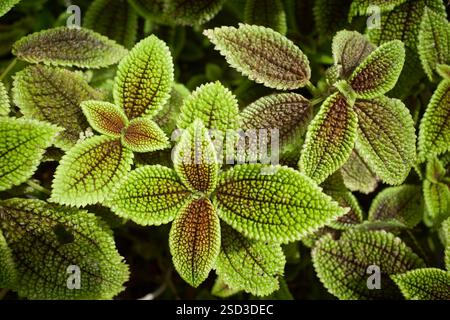 Pilea mollis. C'est une espèce de plante à fleurs de la famille des Urticaceae. Il est utilisé comme plante ornementale, en particulier le cultivar Moon Valley. Banque D'Images