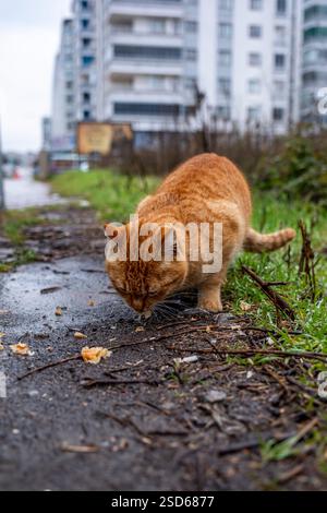 Un chat renifle le sol devant un bâtiment. Le chat semble curieux de savoir quelque chose sur le sol Banque D'Images