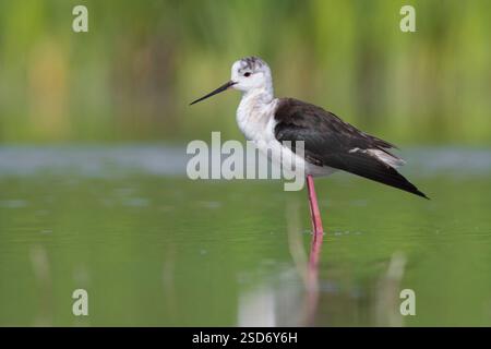 Altin à ailes noires (Himantopus himantopus), altin juvénile à ailes noires debout en eau peu profonde, Italie, Campanie Banque D'Images