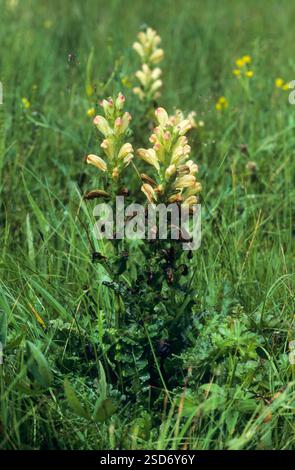 Roi Moor, Moorking, roi Moor Lousewort, roi Charles sceptre (Pedicularis sceptrum-carolinum), floraison, Allemagne Banque D'Images
