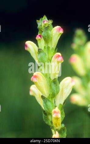 Roi Moor, Moorking, roi Moor Lousewort, roi Charles sceptre (Pedicularis sceptrum-carolinum), floraison, Allemagne Banque D'Images