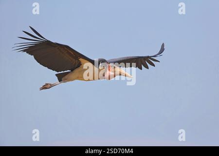 Cigogne de Marabou, Marabou (Leptoptilos crumeniferus), en vol, vue latérale, Ouganda, Lake Albert Banque D'Images