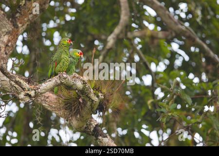 amazona autumnalis autumnalis, Amazona autumnalis), deux amazones rouges perchées ensemble sur une branche dans un arbre, vue de côté, Guatem Banque D'Images